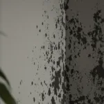 schimmel an wänden wird häufig nachts zuerst sichtbar – erfahren sie hier die überraschende ursache, die nur wenige kennen.