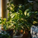 zimmerpflanzen im winter richtig pflegen: erfahren sie, welche abendroutine mehr schaden anrichtet als die kälte und wie sie ihre pflanzen gesund durch die kalte jahreszeit bringen.